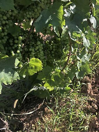 Eladó földterület Mád