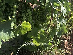 Eladó földterület Mád