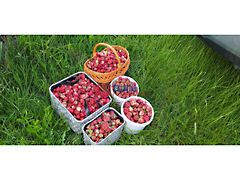 Kiadó földterület Budapest, XVII. kerület