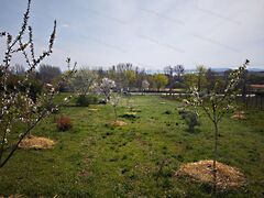 Eladó földterület Csopak