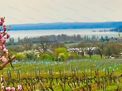 Eladó földterület Balatonfüred