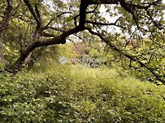 Eladó földterület Szombathely