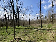 Eladó földterület Zalacsány