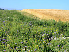 Eladó földterület Katymár