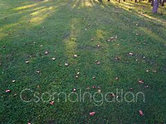 Eladó földterület Bodonhely