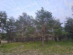 Eladó földterület Kiskunhalas