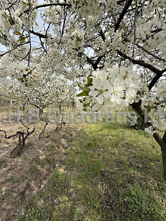 Eladó földterület Paks