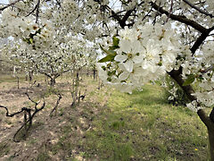 Eladó földterület Paks