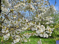 Eladó földterület Balatonlelle