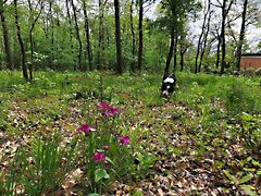 Eladó földterület Kismaros