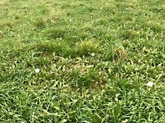 Eladó földterület Csopak