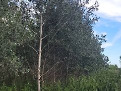 Eladó földterület Mikebuda