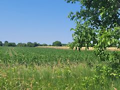 Eladó földterület Albertirsa