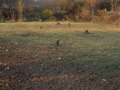 Eladó földterület Érd