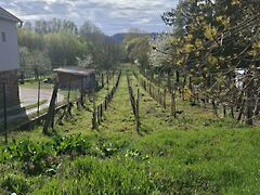 Eladó földterület Badacsonytördemic