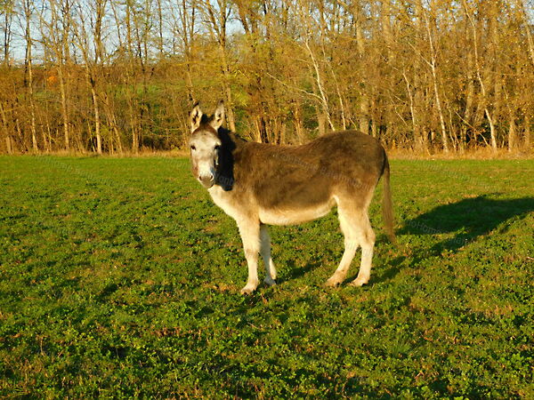 Eladó földterület Látrány