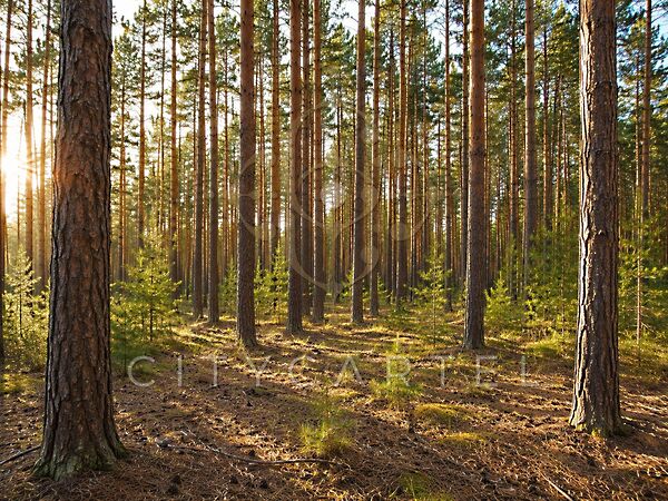 Eladó földterület Balassagyarmat