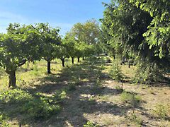Eladó földterület Balatonboglár