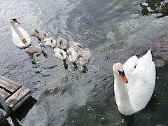 Kiadó nyaraló Szigetbecse